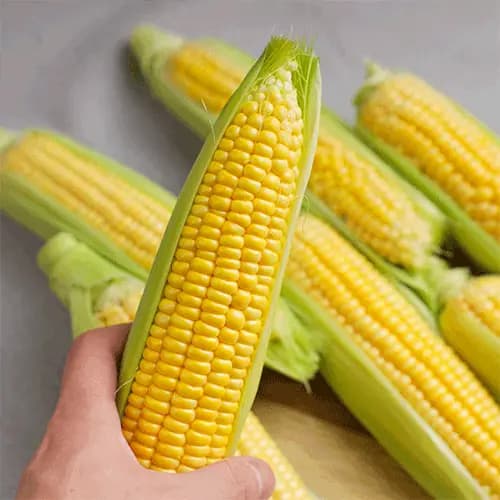 초당옥수수